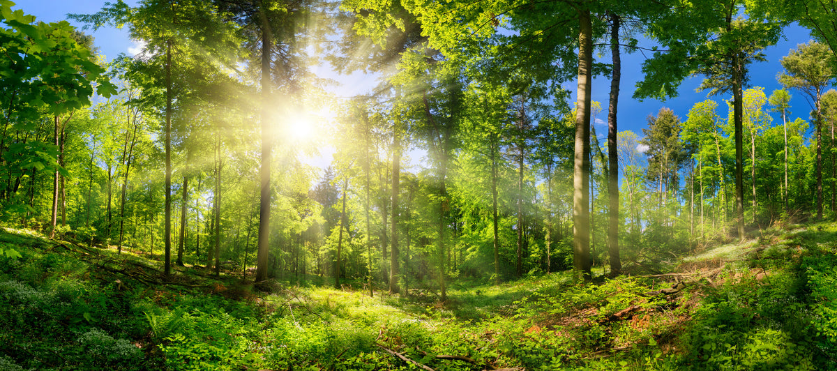photo-wallpaper-sunlit-deciduous-woodland-with-sunbeams-through-fresh-green-leaves