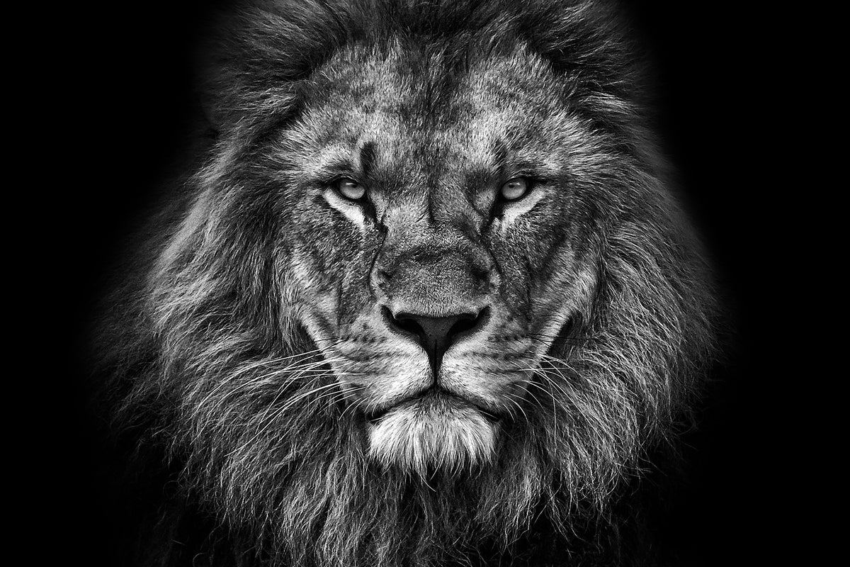 photo-wallpaper-king-face-bw