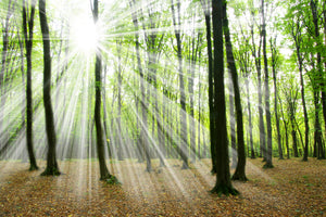 photo-wallpaper-magic-light-in-the-trees