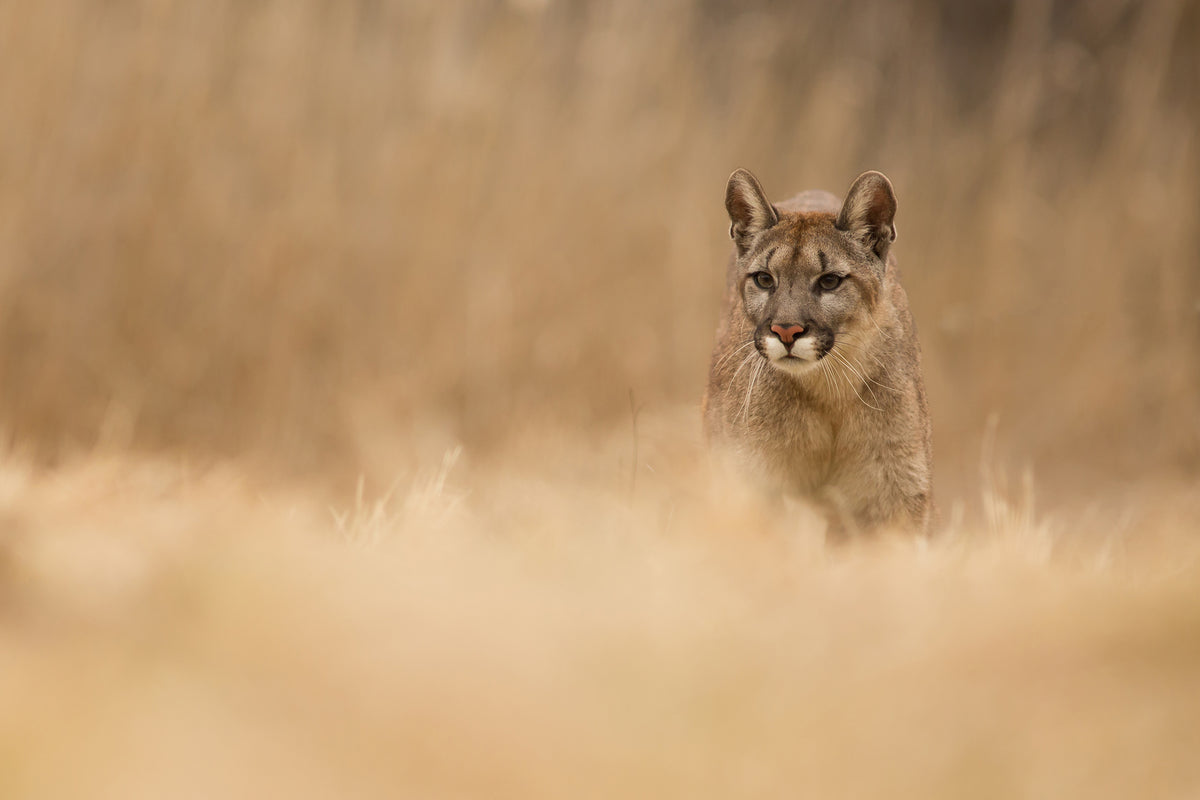 photo-wallpaper-cougar-x