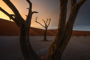 photo-wallpaper-dead-trees-desert-sunset