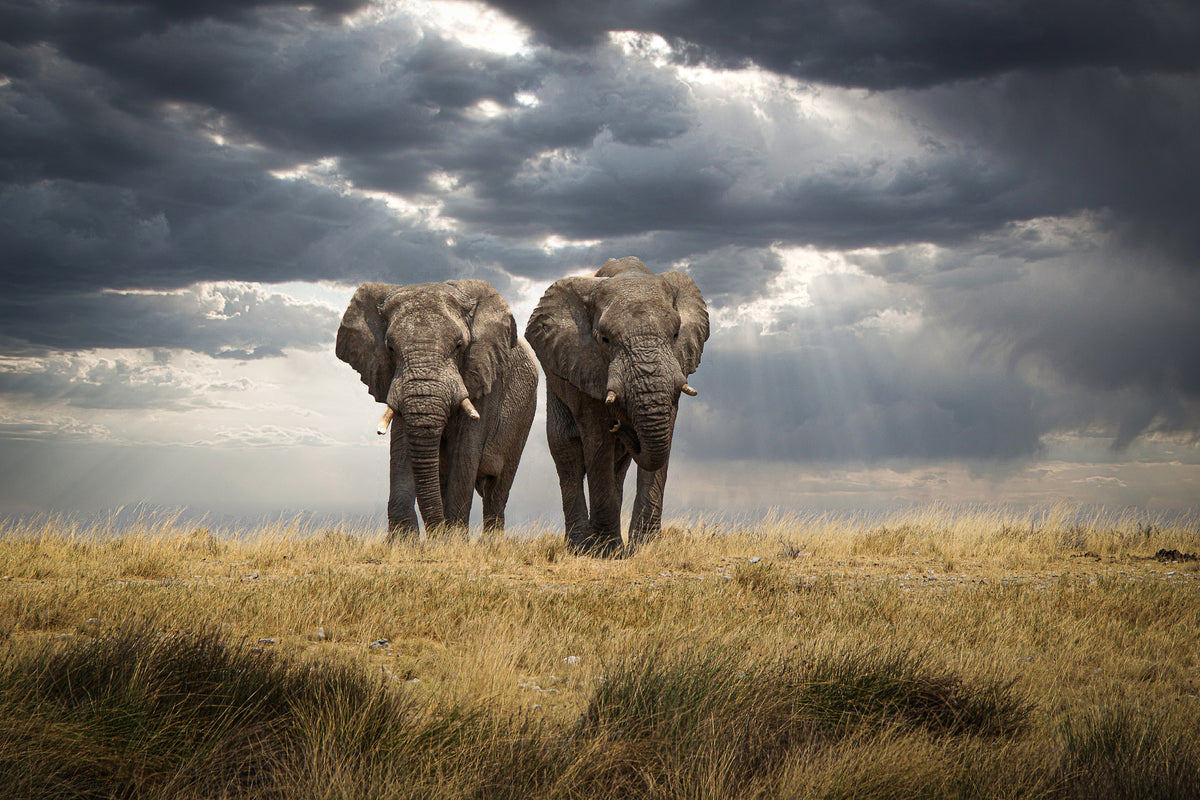 photo-wallpaper-african-elephants-dramatic-sky
