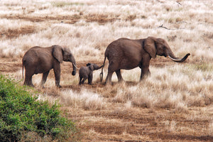 photo-wallpaper-elephant-family-tanzania-x