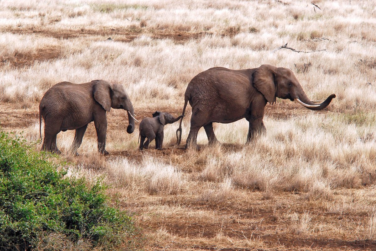 photo-wallpaper-elephant-family-tanzania-x