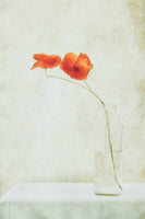 photo-wallpaper-two-poppies-in-a-bottle-x