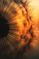 photo-wallpaper-sunset-x