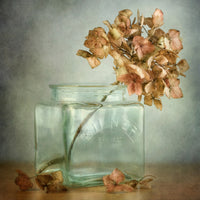 photo-wallpaper-hydrangea-x