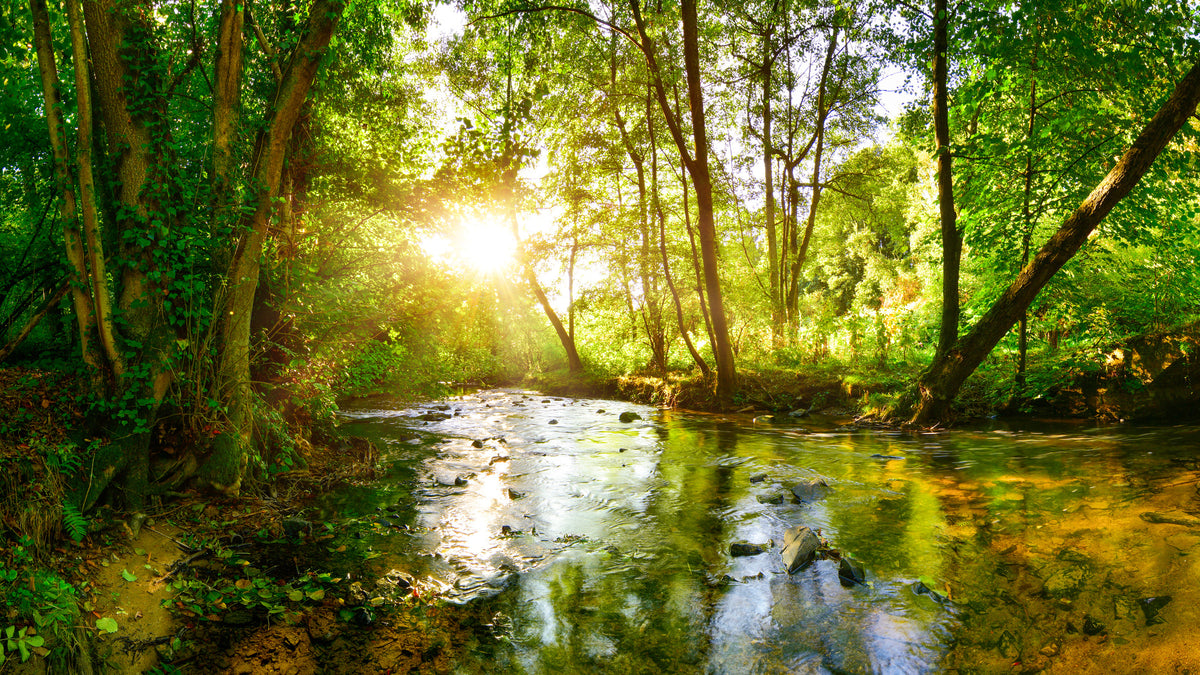 photo-wallpaper-stream-through-the-forest-in-the-bright-light-of-the-sun
