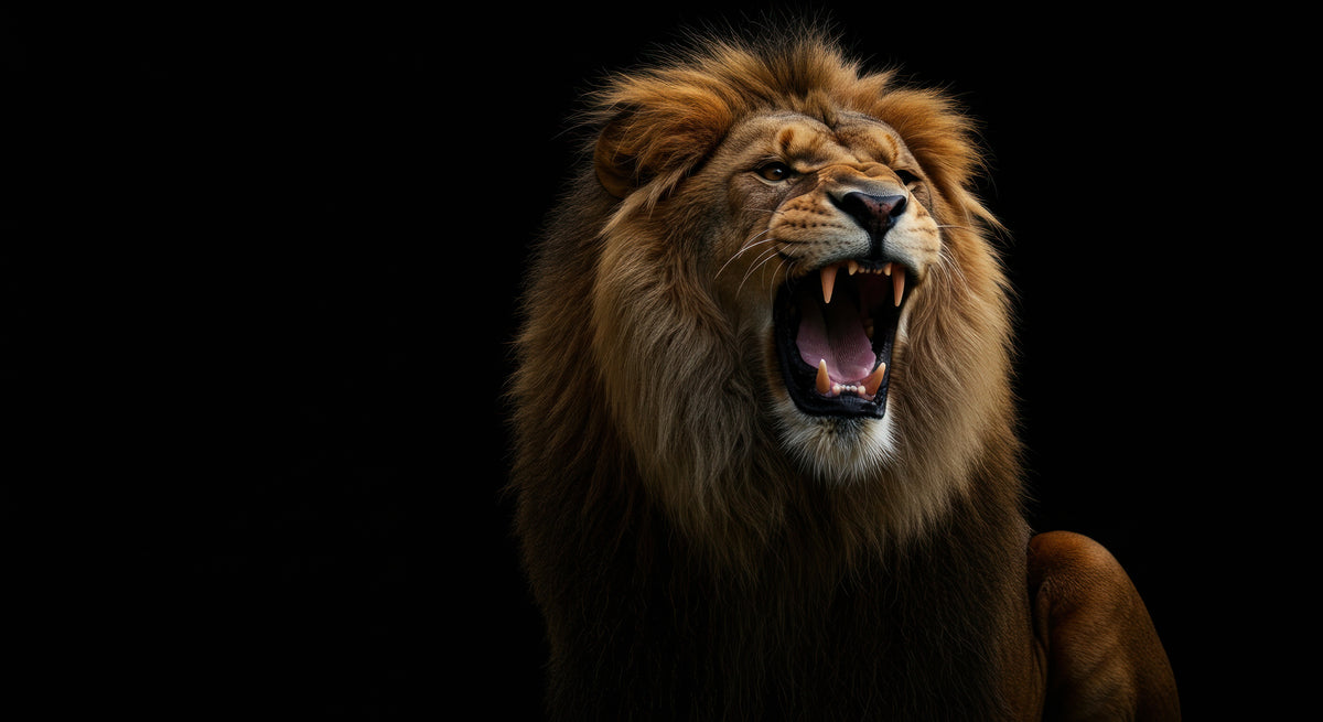 photo-wallpaper-roaring-lion-with-full-mane-against-deep-black-darkness
