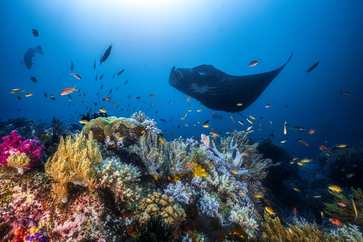 photo-wallpaper-manta-reef-on-the-reef-x