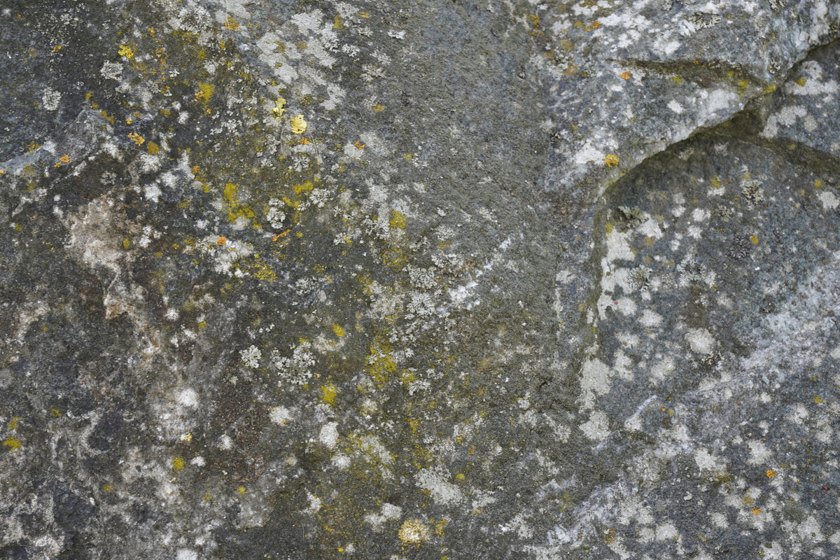 photo-wallpaper-lichen-covered-rock-texture