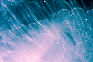 photo-wallpaper-shimmering-veils-of-turquoise-and-pink-in-a-liquid-macro-study