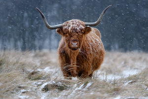 photo-wallpaper-snowy-highland-cow