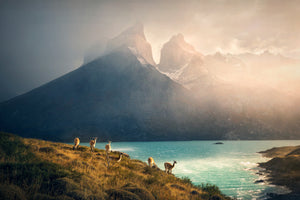 photo-wallpaper-guanacos-patagonia-peaks