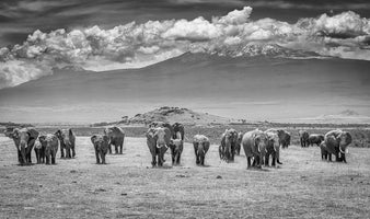 photo-wallpaper-kilimanjaro-elephant-herd