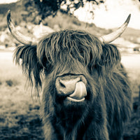photo-wallpaper-grazing-time-in-bavaria