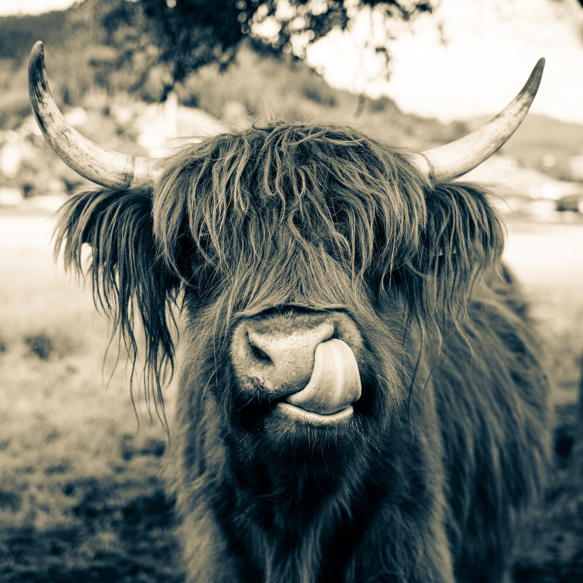 photo-wallpaper-grazing-time-in-bavaria