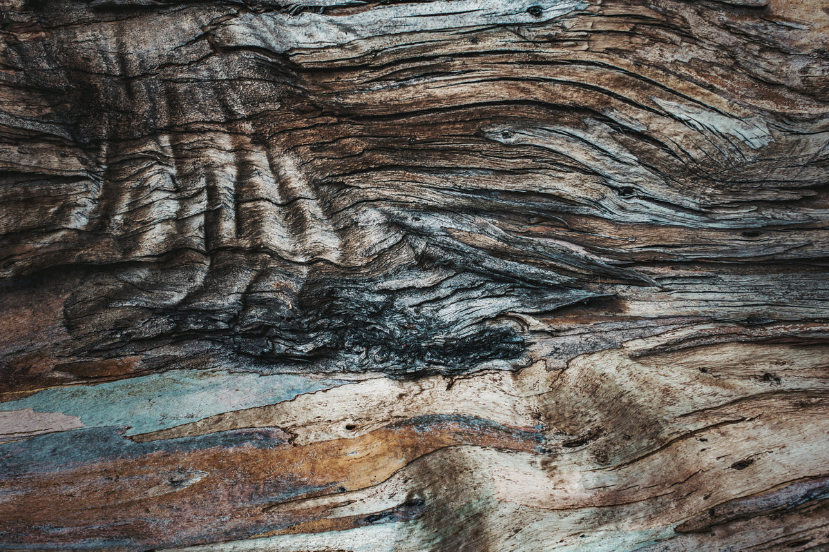 photo-wallpaper-weathered-bark-patterns