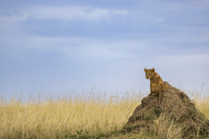 photo-wallpaper-curious-lion-cub-savanna