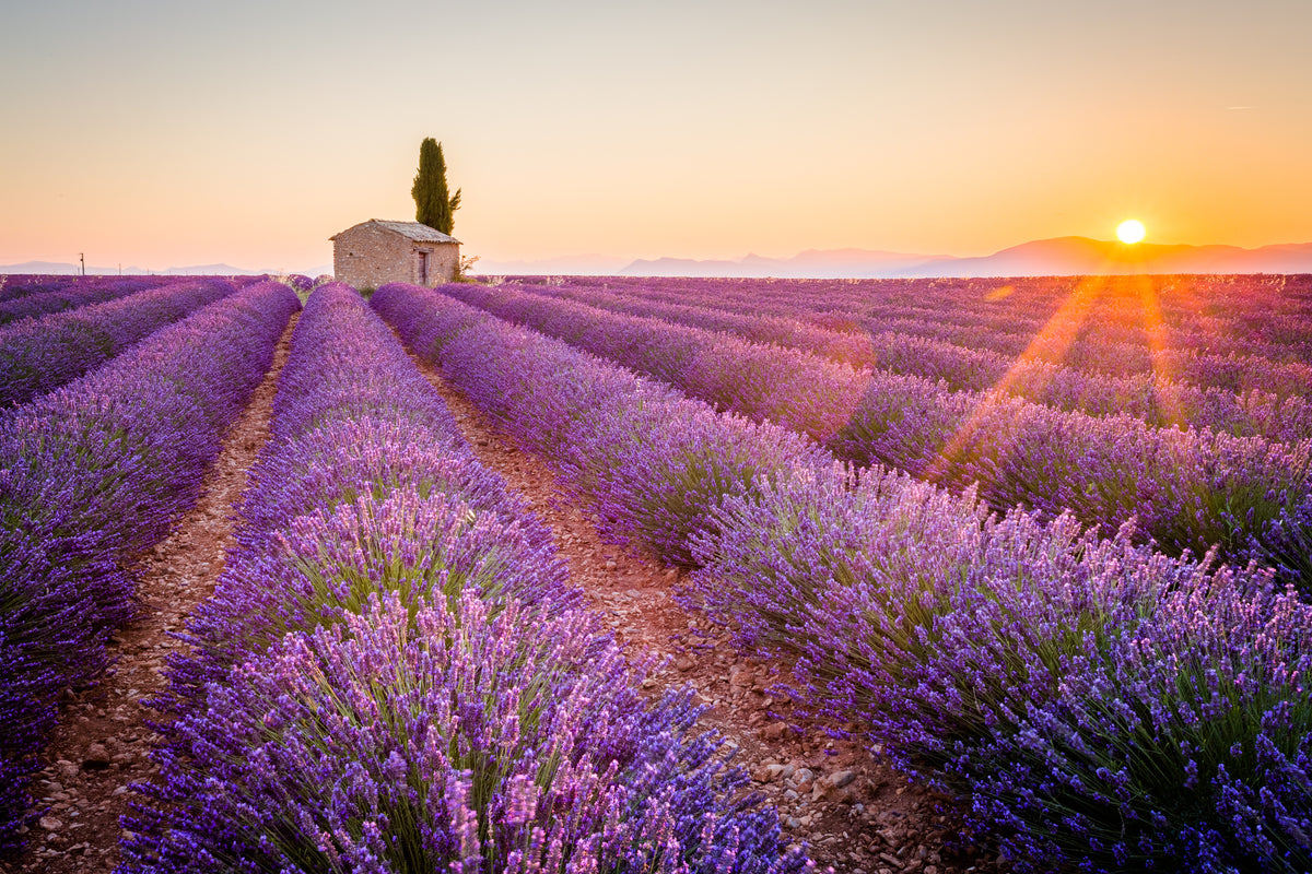 photo-wallpaper-rays-of-sunshine-over-fragrant-lavender