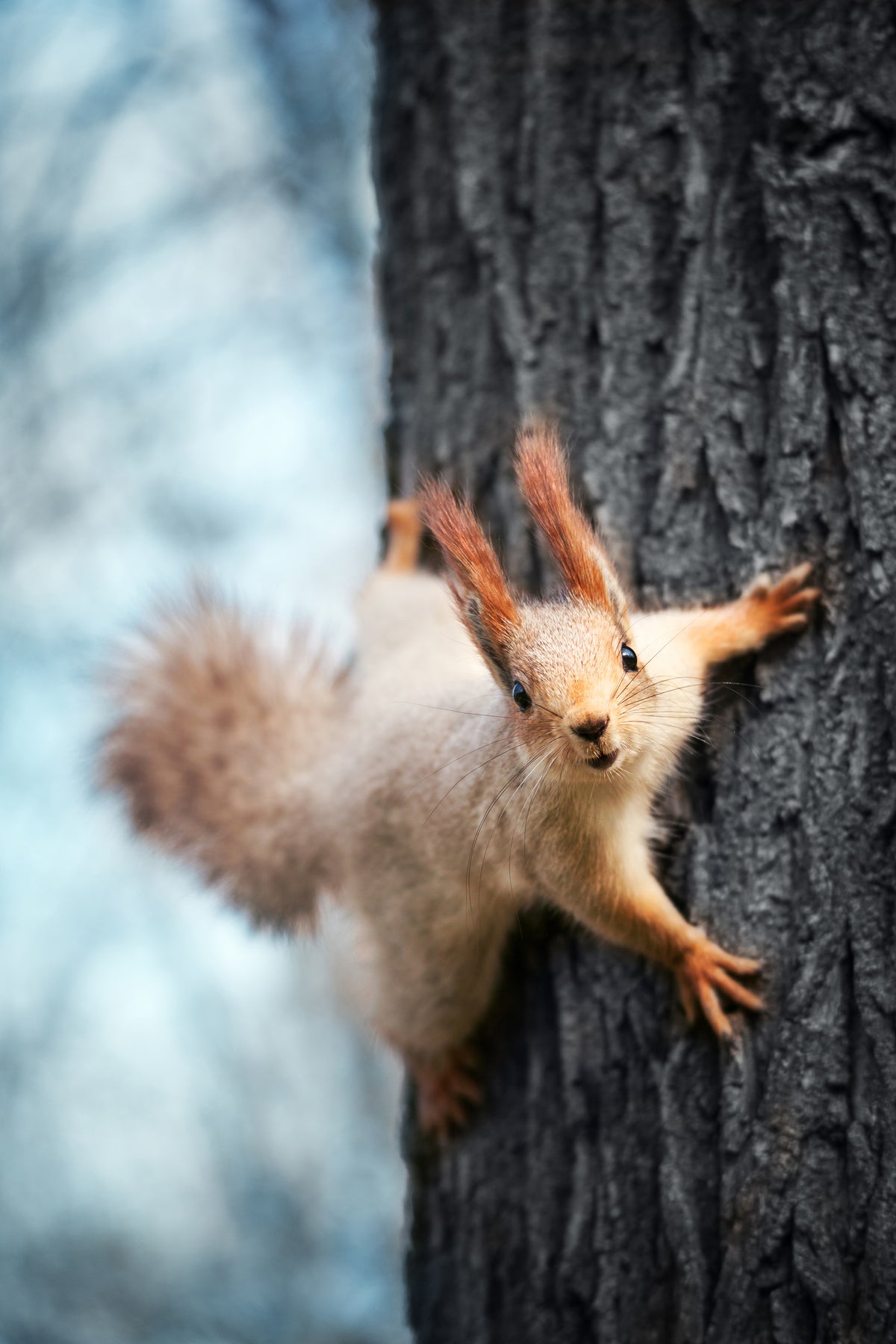 photo-wallpaper-the-squirrel