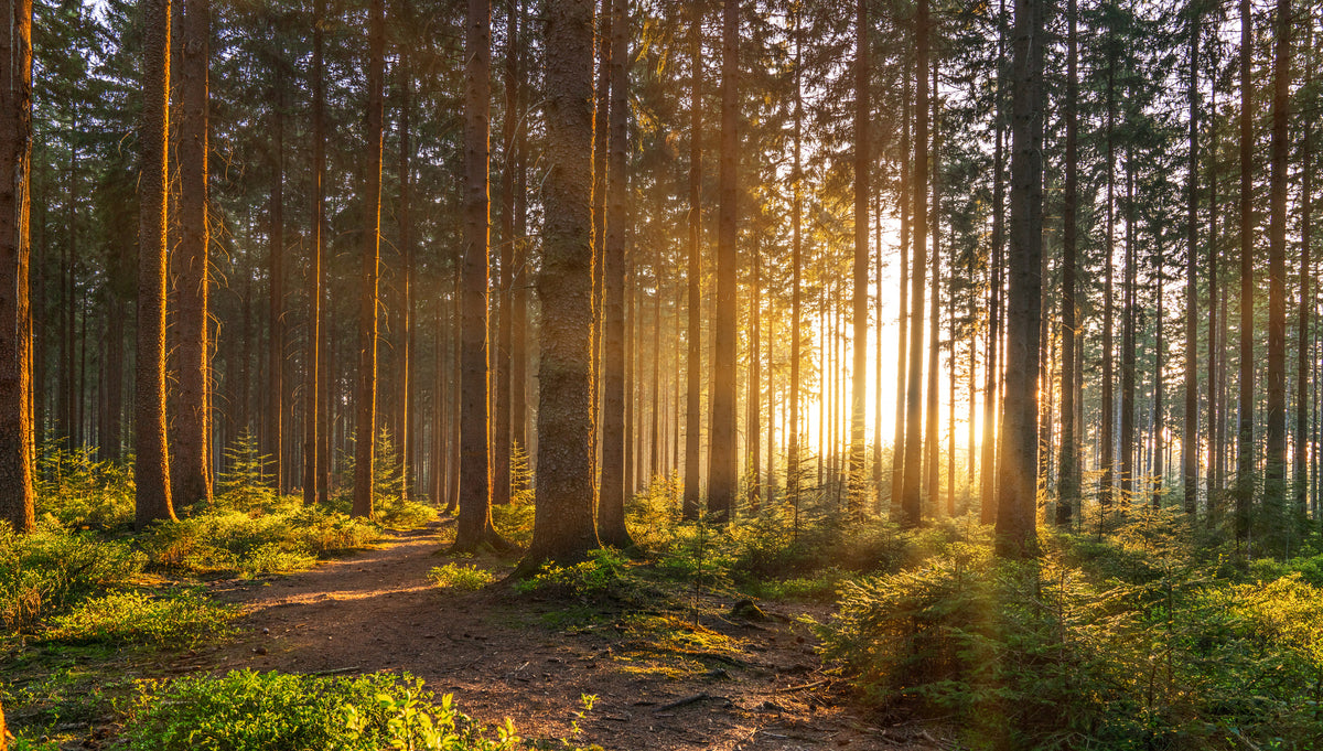 photo-wallpaper-silent-forest-in-spring-with-beautiful-bright-sun-rays