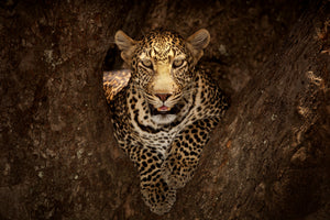 photo-wallpaper-leopard-resting-on-a-tree-at-masai-mara