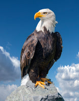 photo-wallpaper-bald-eagle-haliaeetus-leucocephalus-portrait