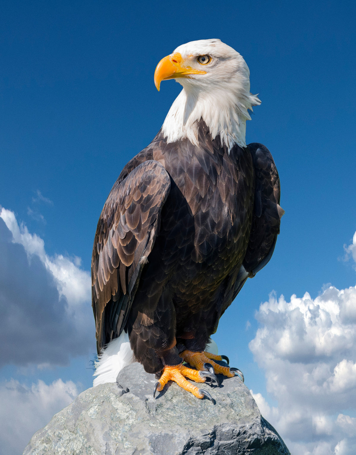 photo-wallpaper-bald-eagle-haliaeetus-leucocephalus-portrait