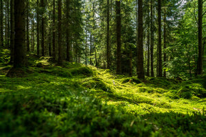 photo-wallpaper-beautiful-green-mossy-forest-in-sweden