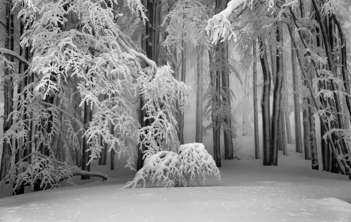 photo-wallpaper-quiet-snowy-forest