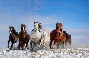 photo-wallpaper-wild-horses-galloping
