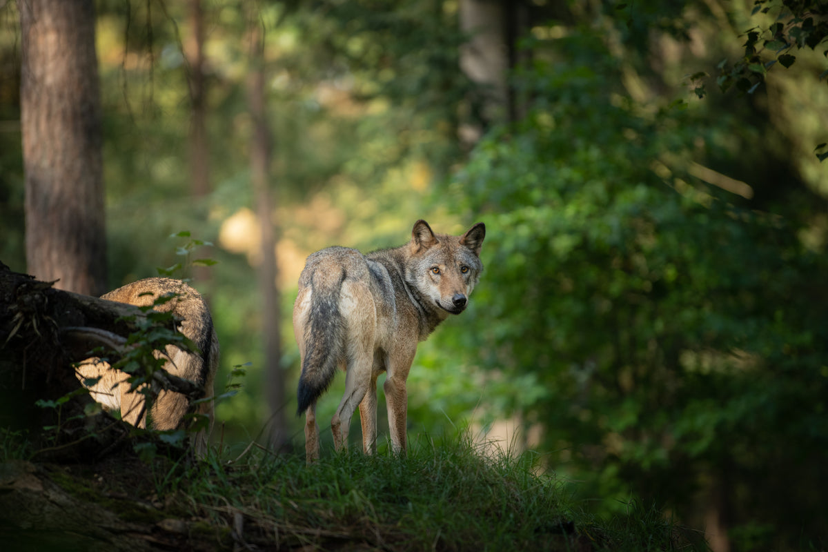 photo-wallpaper-in-the-gaze-of-the-wild-animal