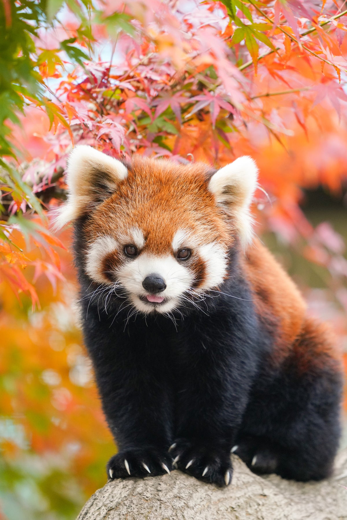 photo-wallpaper-red-panda-in-the-autumn-forest