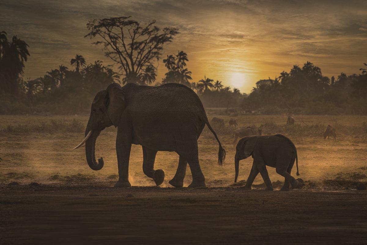 photo-wallpaper-african-sunset-elephants