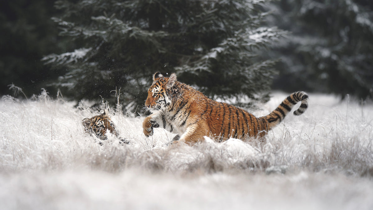 photo-wallpaper-playful-winter-tigers
