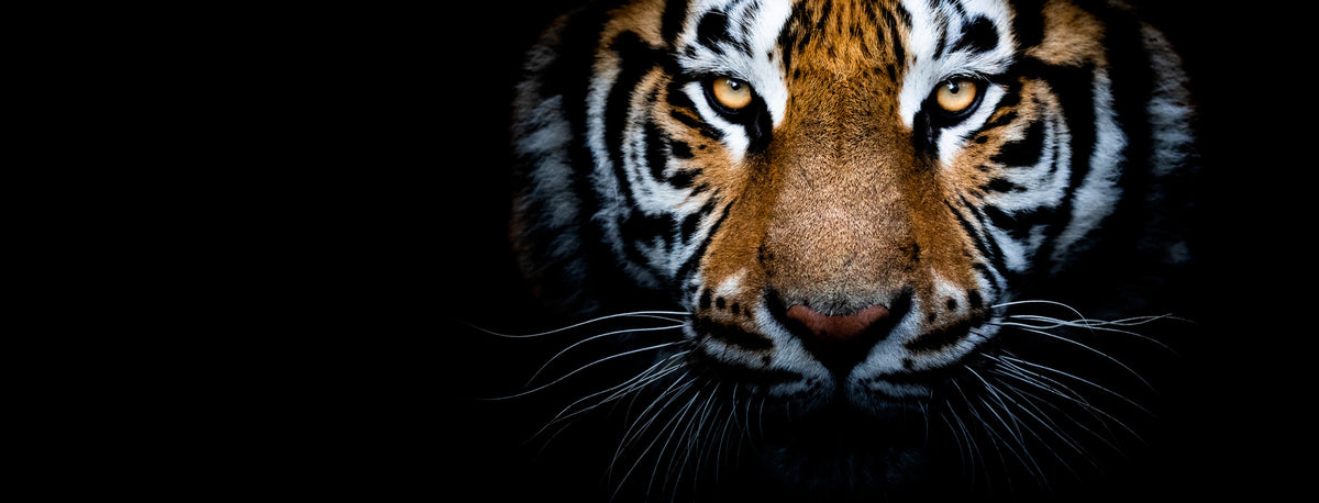 photo-wallpaper-tiger-with-a-black-background
