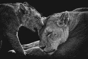 photo-wallpaper-lion-family-x