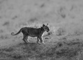 photo-wallpaper-baby-lion-cub-stroll