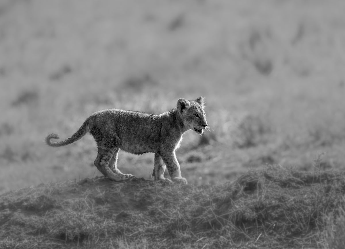 photo-wallpaper-baby-lion-cub-stroll