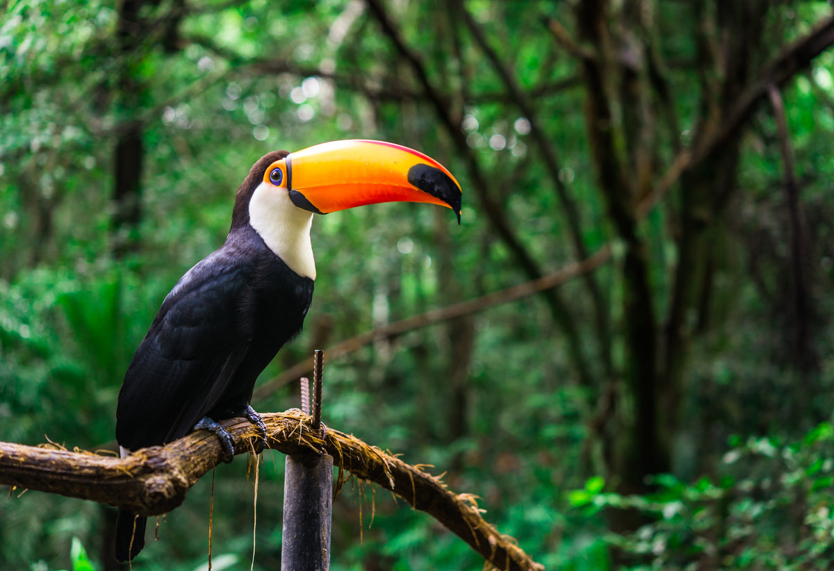 photo-wallpaper-toucan-with-glowing-orange-bill-on-a-branch-in-lush-rainforest