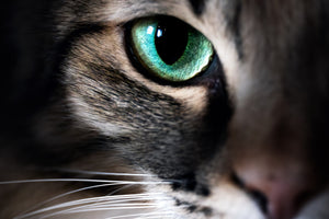 photo-wallpaper-cat-eye-macro-closeup-animal