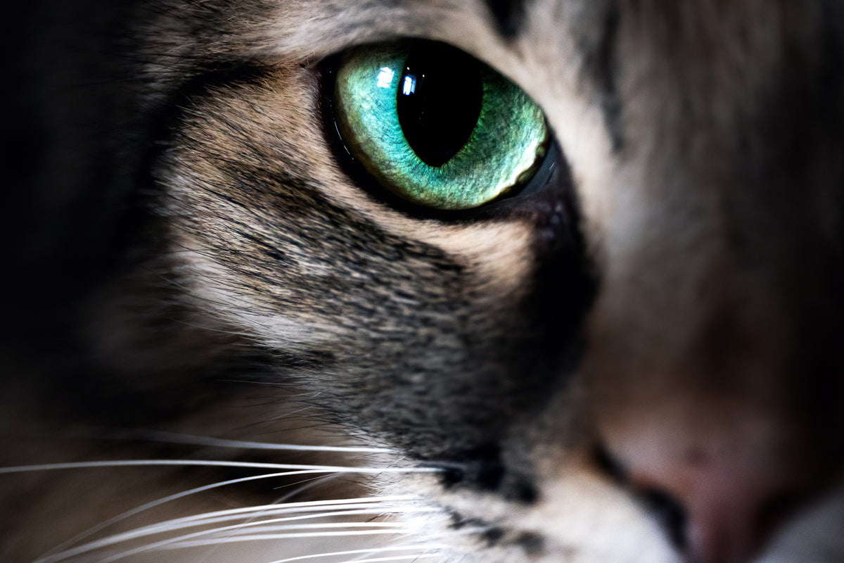 photo-wallpaper-cat-eye-macro-closeup-animal