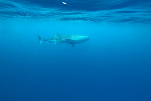 photo-wallpaper-the-whale-shark