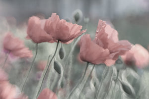 photo-wallpaper-softly-x