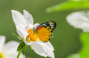 photo-wallpaper-tiger-butterfly-on-a-white-flower