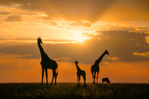 photo-wallpaper-safari-sunset-giraffes