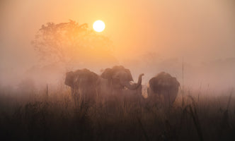photo-wallpaper-elephants-in-golden-mist