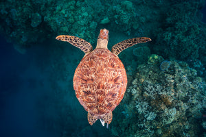 photo-wallpaper-graceful-sea-turtle-swim