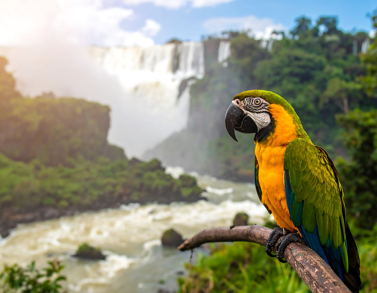 photo-wallpaper-parrot-perched-on-branch-overlooking-a-waterfall